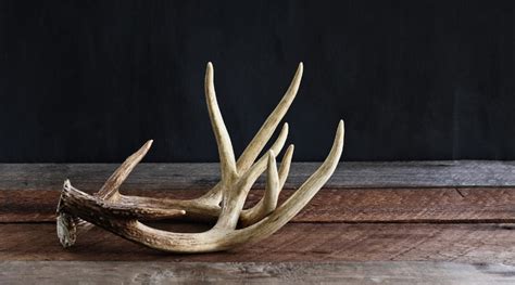 What Nutrients are in Deer Antlers? Need to know Details