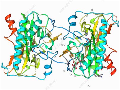 Methionine aminopeptidase molecule - Stock Image - F006/9756 - Science ...
