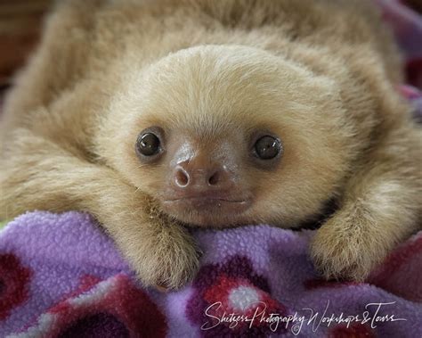 Baby Two Toed Sloth at Rescue Center - Shetzers Photography