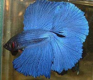 Breeding Betta splendens - The Free Freshwater and Saltwater Aquarium Encyclopedia Anyone Can ...