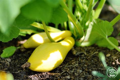 Summer Squash Growing Guide