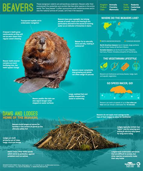 Fascinating Facts About Beavers