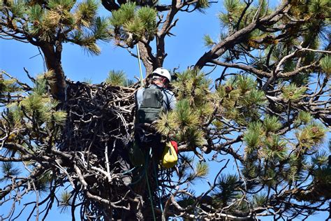 Helpful Humans Visited the Famous Big Bear Eagle Nest – NBC Los Angeles