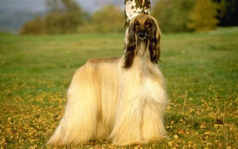 Afghan Hound Info, Temperament, Mixes, Training, Puppies, Pictures