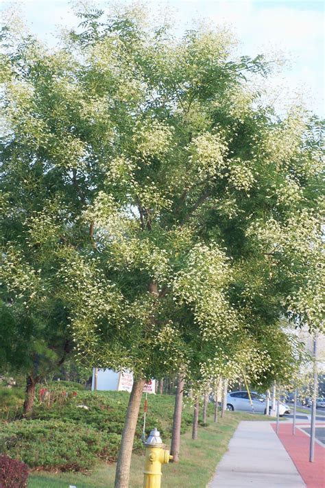 The Japanese pagoda: a late summer flowering tree | TBR News Media