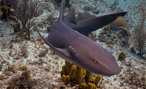 nurse shark - Sök på Google | Imágenes de tiburones, Animales marinos ...