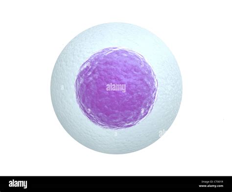 Human egg cell isolated on white background Stock Photo - Alamy