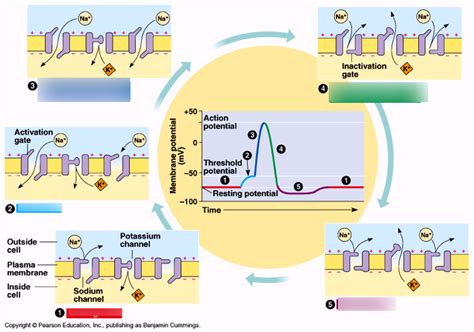 How To Interpret Phase Shift Diagram For Action Potential Ac