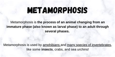 Insect Metamorphosis | EdZOOcating