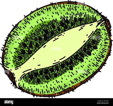 kiwi food fruit sketch hand drawn vector Stock Vector Image & Art - Alamy