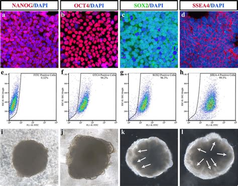 Identification of H1 human embryonic stem cell (ESC) line and early... | Download Scientific Diagram