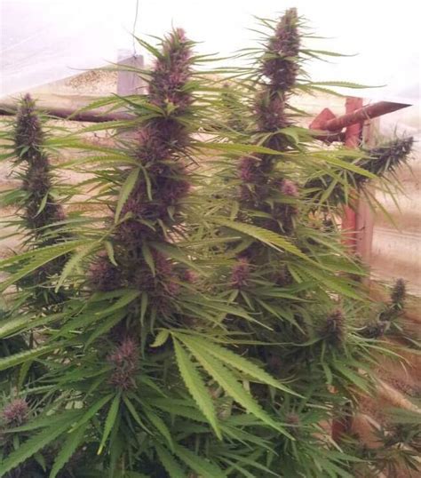 Adaptation of the authentic Panama Red to indoor marijuana crops