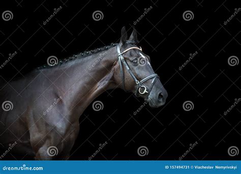 Horse portrait on black stock image. Image of equestrian - 157494731