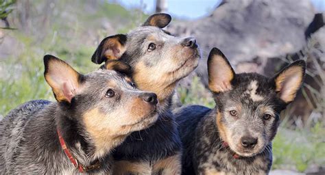 261 Blue Heeler Names - Trending To Traditional And Cattle Dog Themed