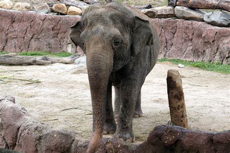 Elephants at Busch Gardens, Tampa, Florida. #rescue #animals #lilsusieq #myfloridalife #inacage ...