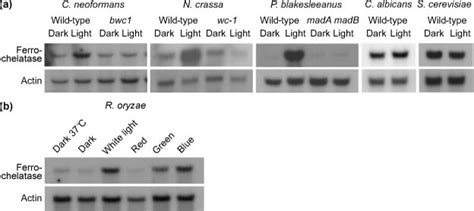 Ferrochelatase HEM15 transcript levels are light-regulated in a white... | Download Scientific ...