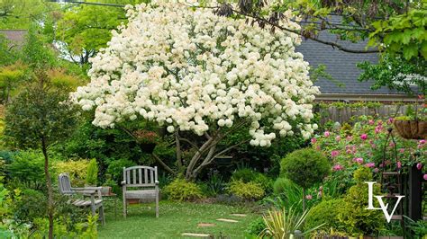 Spring Hill Nurseries Snowball Bush Viburnum White Flowering Shrub In ...