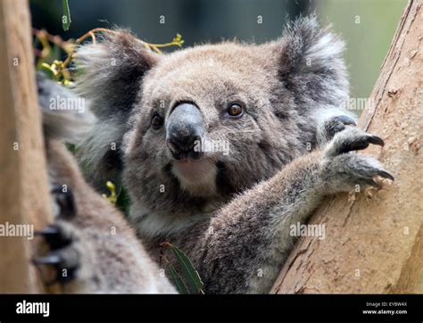 Female koala bear hi-res stock photography and images - Alamy