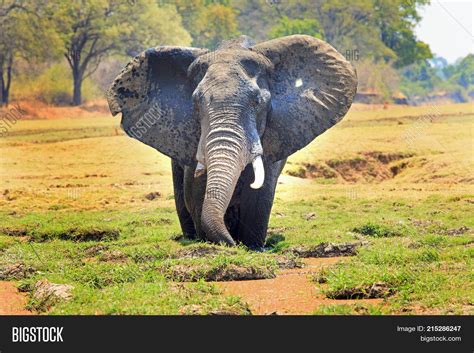 African Elephant Ears Image & Photo (Free Trial) | Bigstock