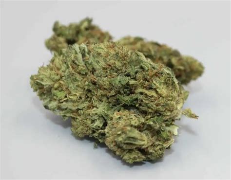 What is Hybrid Marijuana?