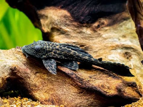 Common Pleco Size by Age - Aquariumia