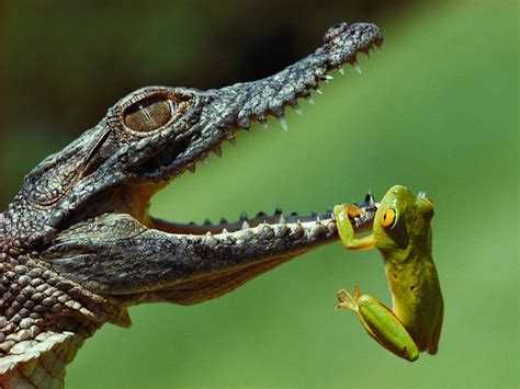 Beautiful dangerous wild animals pets of Africa: Crocodiles of the ...