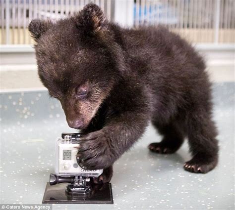 Not the best idea for a pet! Aldo the black bear cub recovering at rehab centre after being ...