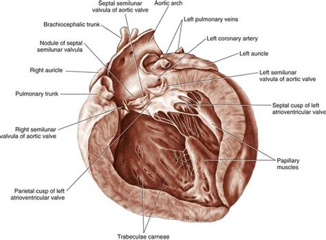 Cardiac Surgery | Veterian Key