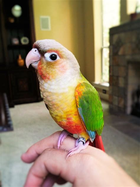 Efrain - Green Cheeked Conure … | Conure parrots, Conure bird, Pet birds