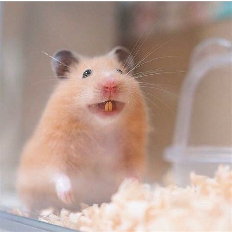 Smiley hamster | Cute hamsters, Hamster, Animal planet