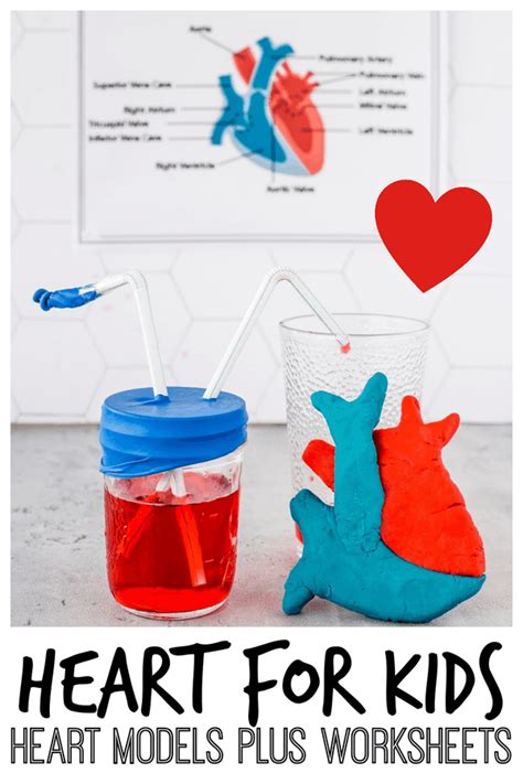 Human Heart for Kids: 2 Fun Heart Models plus Worksheets