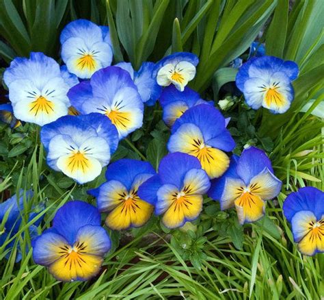 11 Best Blue and Yellow Flowers | Balcony Garden Web