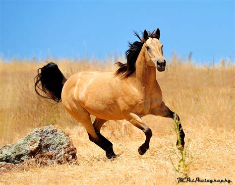 Buckskin horse | Buckskin horse, Horses, Beautiful horses