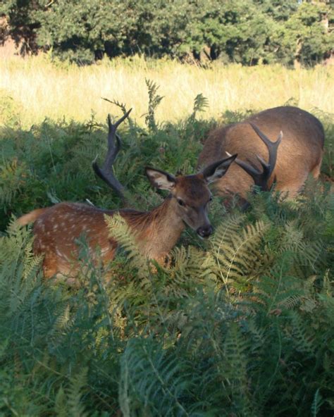 Photographs — Richmond Park — Deer — 17 September 2018 — 25 — wasaweb.net