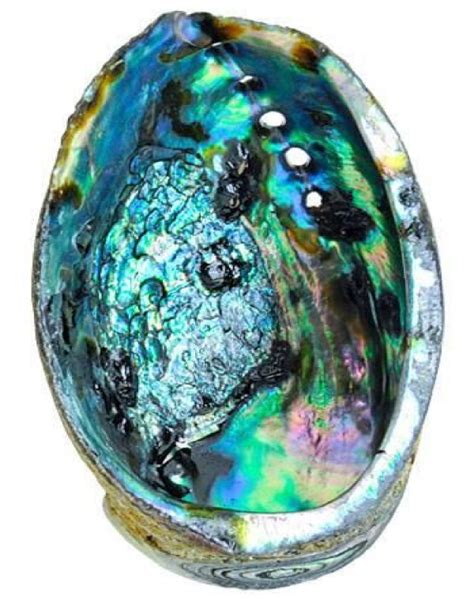 Large Abalone Shell - Center for Sound Therapy