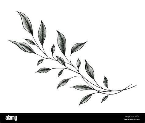 vintage leaf drawing isolated on white, ink hand drawn botanical ...