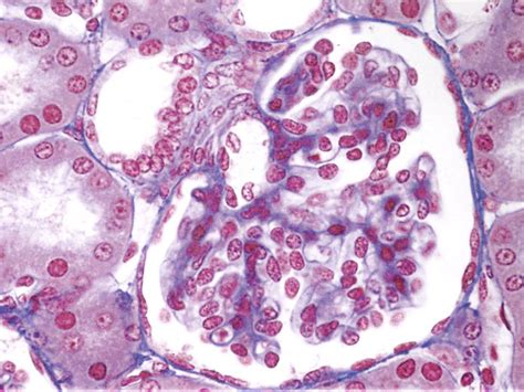 Juxtaglomerular Apparatus