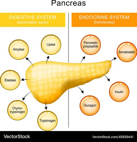 Pancreas function pancreatic juice and hormones Vector Image