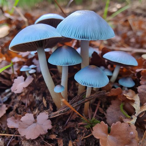 Types of Magic Mushrooms: Panaeolus Cyanescens - Shroom Hub