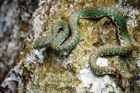 Beautiful pit viper (Trimeresurus venustus)