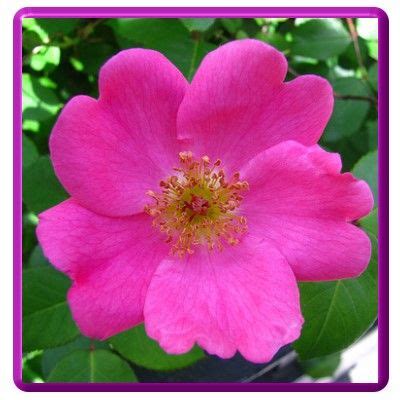 images of state flowers | North Dakota Wild Prairie Rose | state ...