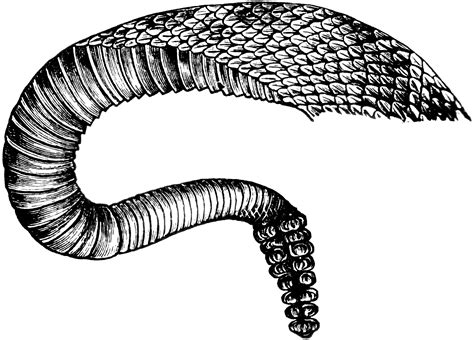 Rattlesnake Tail | ClipArt ETC