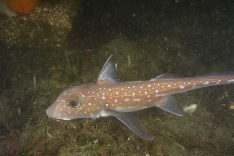 Spotted Ratfish (Seamounts of Canada's Large Offshore Pacific Area of Interest (a MLNEP guide ...