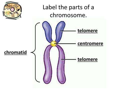 How many chromatids per chromosome are in G1? - Quora