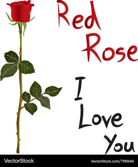 Red rose meaning Royalty Free Vector Image - VectorStock