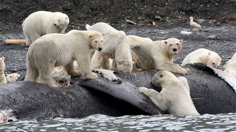 Polar bears gorged on whales to survive past | EurekAlert!