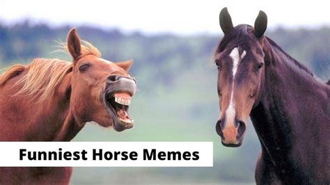 40 Funny Horse Memes Equestrians Will Find Hilarious