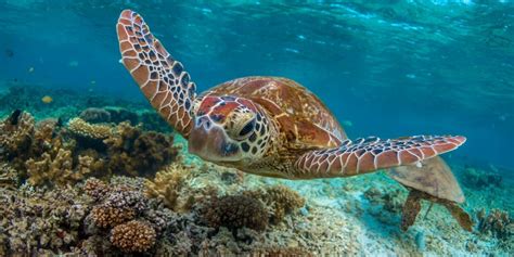 9 Satisfying Facts About The Sea Turtle - The Fact Site