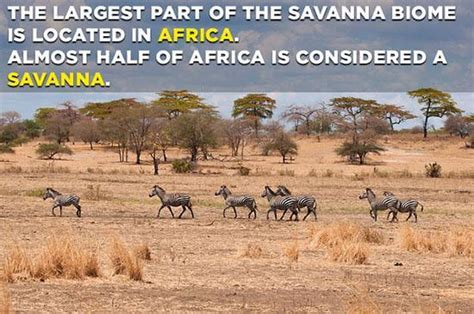 Savanna Ecosystem: Characteristics, Animals & Plants | Earth Reminder