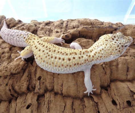 Leopard Gecko Size – How Big Do They Get? Let's Find Out